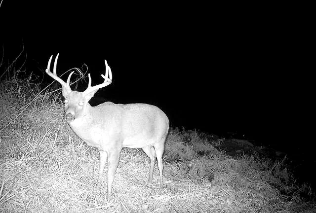 Trail camera night frame of a mature whitetail buck on Bigger Bucks Outfitters ground in Henderson County