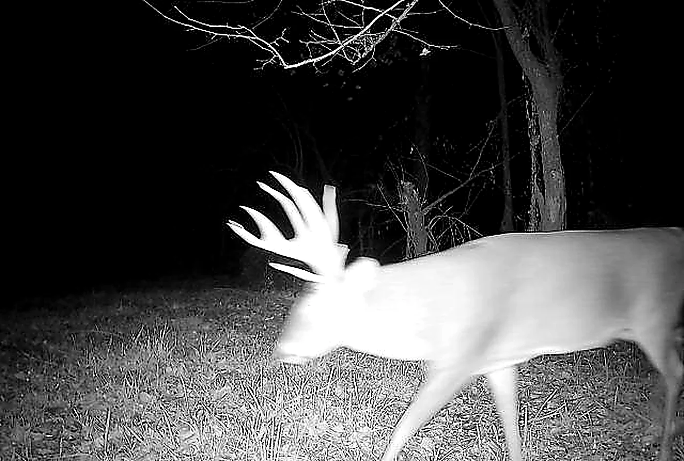 Trail camera night frame of a whitetail buck crossing a travel corridor in Henderson County Illinois
